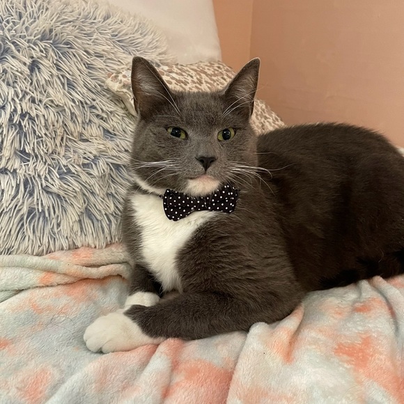 Meet your Posher, Emily - Picture 6 of 7